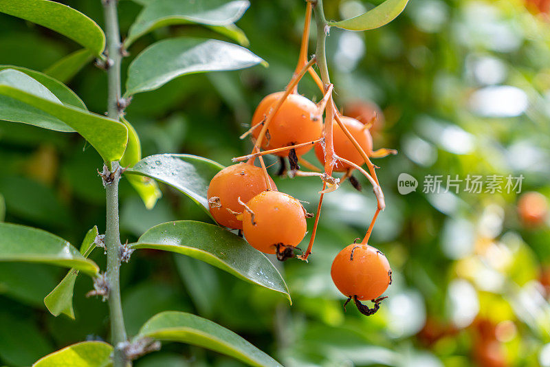 Pereskia aculeata在加拿大Etobicoke的百年公园温室。